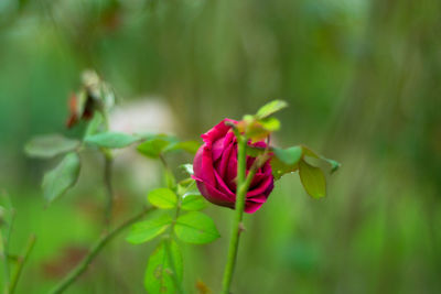 Close-up of pink rose blooming outdoors