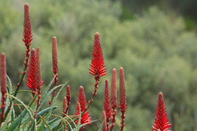 Close-up of plant against blurred background