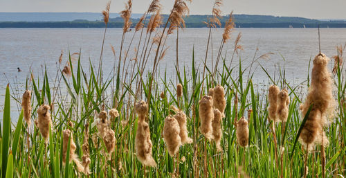 Flowers of cotton grass ,eriophorum vaginatum, and sedge grass, cyperaceae