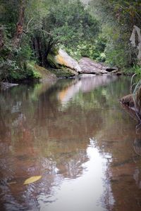 Scenic view of lake in forest