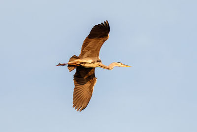 Low angle view of a bird flying