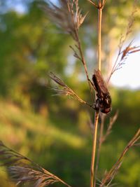 Close-up of butterfly on plant