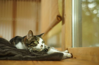 Cat resting at home
