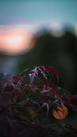 Close-up of plants against sky during sunset