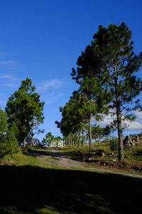 Trees on field against sky