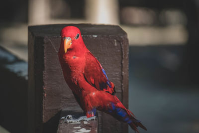 Close-up of parrot perching