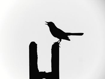 Low angle view of bird perching on the sky