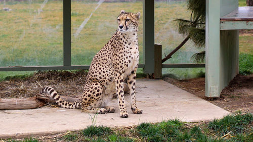 Giraffe in zoo