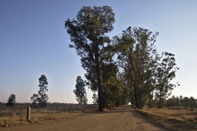Trees on field against clear sky