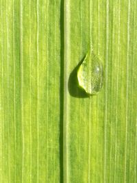 Full frame shot of green leaves
