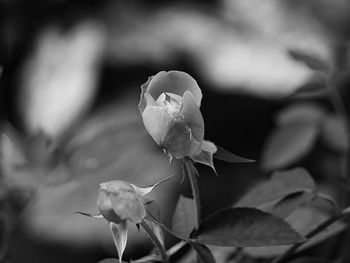 Close-up of flower