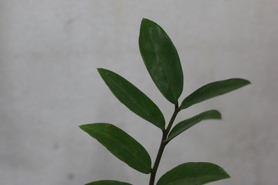 Close-up of plant against white background