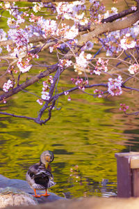 Cherry blossoms in spring