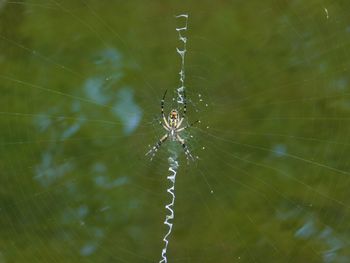 Close-up of spider on web