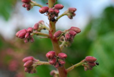 Ants on chestnut buds