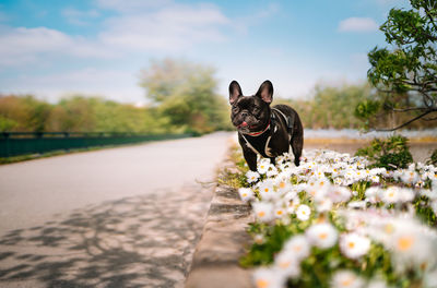 View of a dog