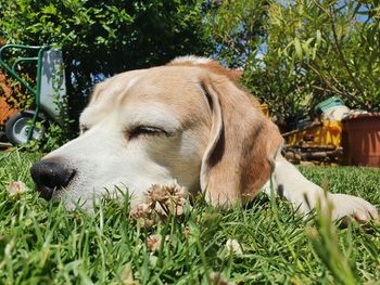 Dog resting on field