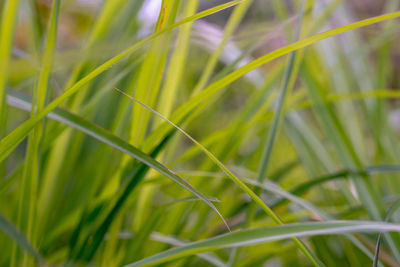 Close-up of crops growing on field