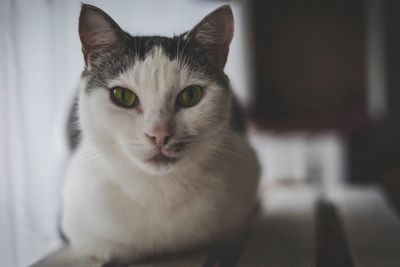 Close-up portrait of cat sitting