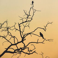 Low angle view of birds perching on branch