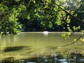 Scenic view of lake by trees