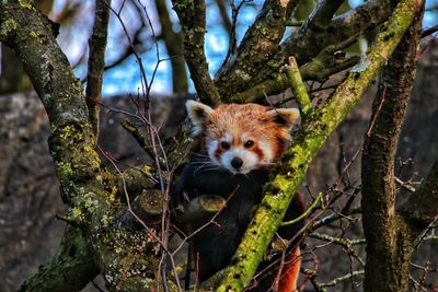 Close-up portrait of squirrel on tree