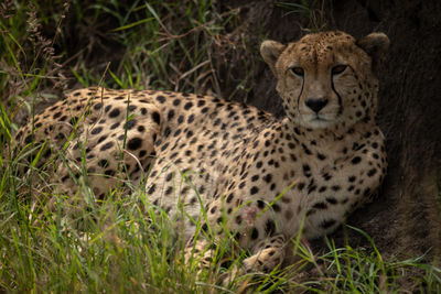 Portrait of cheetah sitting on grass land