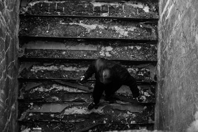 High angle view of cat on staircase by wall