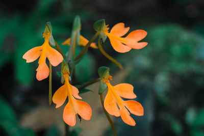 Close-up of orange flowering plant