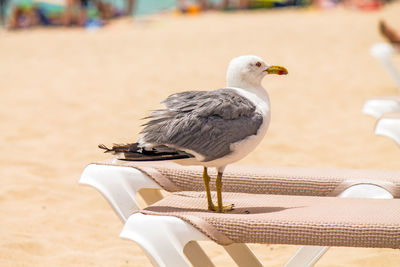 Seagull perching on a chair