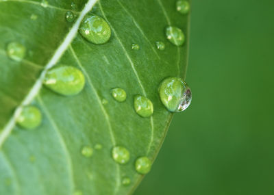 Close-up of water drops on leaves