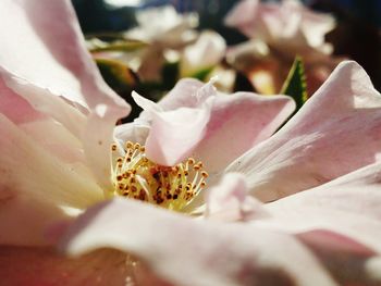 Close-up of flower