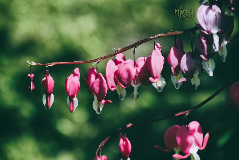 flower, beauty in nature, growth, nature, fragility, petal, pink color, freshness, no people, plant, blooming, outdoors, close-up, day, flower head