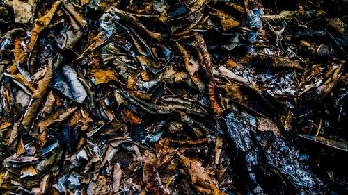 High angle view of dry leaves on water