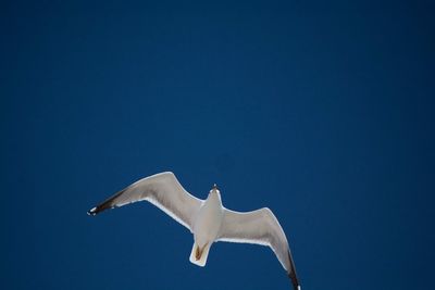 Low angle view of seagull flying