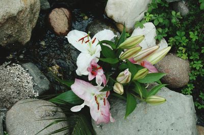 Close-up of pink flowers growing on plant