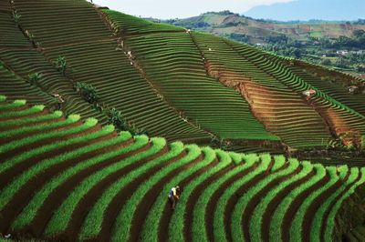 Scenic view of agricultural field