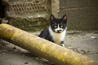 Homeless cat on the street. black and white cat in the yard. an animal without owners. cute pet.