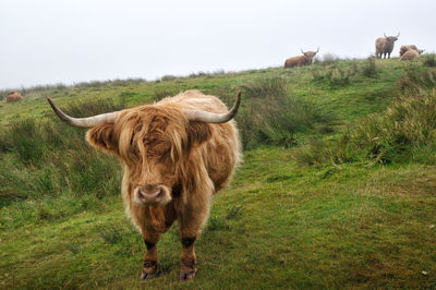 Cow standing in a field