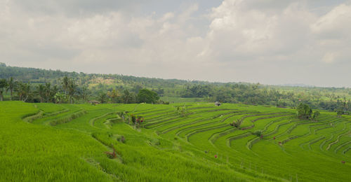 Scenic view of rice field against sky