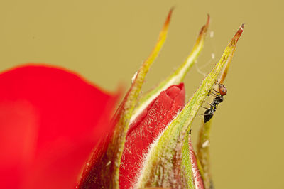 Close-up of insect on red flower