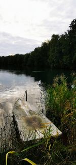 View of birds in lake