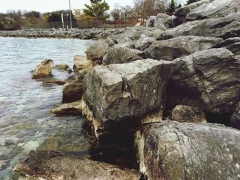 Close-up of lizard on tree