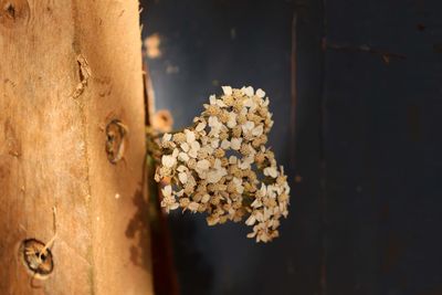 Close-up of white flowering plant against wall