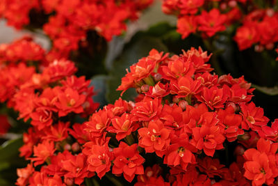 Close-up of red flowering plants