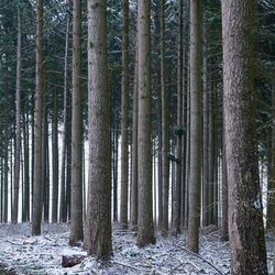 View of trees in forest during winter