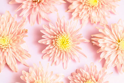 Close-up of pink daisy flowers