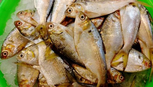 High angle view of fish in bowl