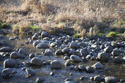 Flock of sheep on rock