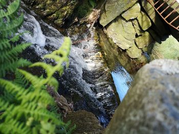 Moss growing on rock in forest